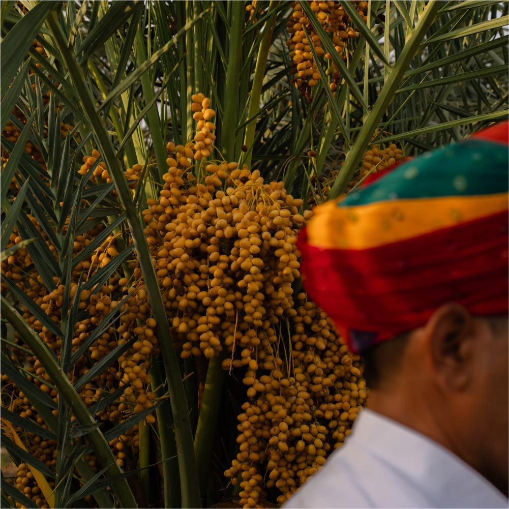 A meditative journey with dates in Thar